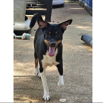 Boss -  Chihuahua Dog for Adoption in Uxbridge, Massachusetts - Boss | PetCurious