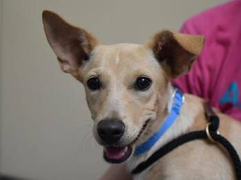 Plum -  Terrier Dog for Adoption in Portland, Oregon - Plum | PetCurious