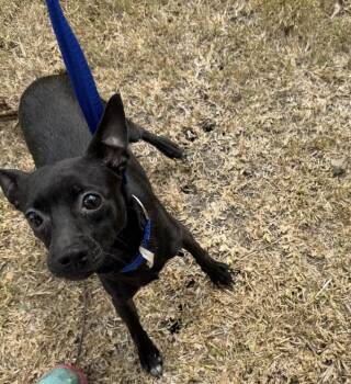 Rescue Chihuahua Dogs for Adoption in Louise, Texas - Buster | PetCurious