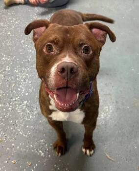 Mixed Breed Dogs Available for Adoption in Warren, Michigan - Phoenix | PetCurious