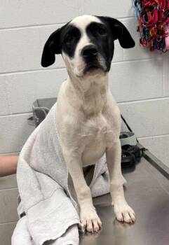 Mixed Breed Dogs Available for Adoption in Kansas City, Missouri - Charlie Chaplin | PetCurious