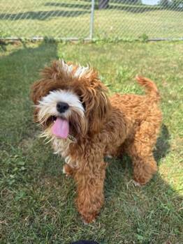 Lorax -  Poodle Dog for Adoption in Chambersburg, Pennsylvania - Lorax | PetCurious