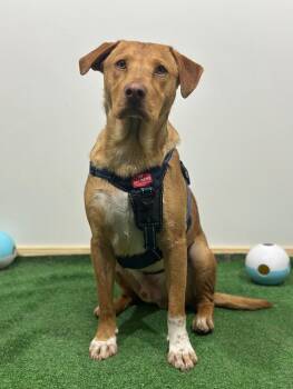 Pluto-One of our Amazing Rescue Dogs -  Vizsla and Mountain Cur Dog for Adoption in Carlsbad, California - Pluto-One Of Our Amazing Rescue Dogs | PetCurious