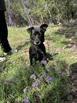 Mack -  Chihuahua Dog for Adoption in Hondo, Texas - Mack | PetCurious