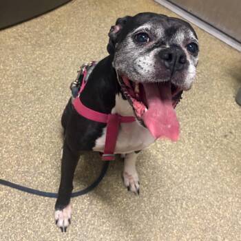 Rajah -  Boxer Dog for Adoption in San Gabriel, California - Rajah | PetCurious