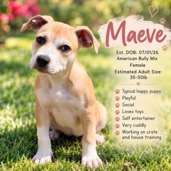 MAEVE -  American Bully Dog for Adoption in Evans, Georgia - MAEVE | PetCurious