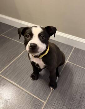 Dibble -  American Bulldog Dog for Adoption in Brentwood, Tennessee - Dibble | PetCurious