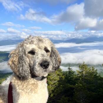 Miley - in Vermont -  Poodle and Saint Bernard Dog for Adoption in Waitsfield, Vermont - Miley - In Vermont | PetCurious