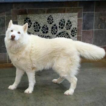 Rubix -  Husky Dog for Adoption in Versailles, Kentucky - Rubix | PetCurious