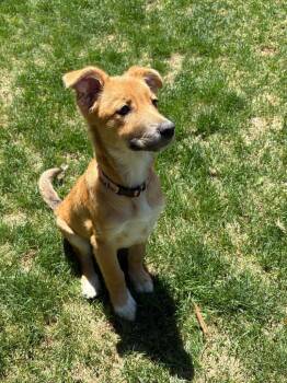 Australian Cattle Dog Blue Heeler Dogs Available for Adoption in Fort Lupton, Colorado - Terfez | PetCurious