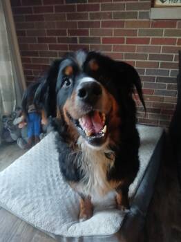 Bernese Mountain Dog Dogs Available for Adoption - Chico | PetCurious
