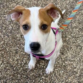 Mixed Breed Dogs Available for Adoption in Hilton, New York - Jellybean | PetCurious