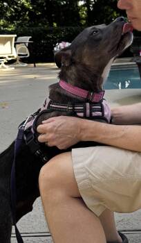 Mama -  Labrador Retriever and Terrier Dog for Adoption in Milton, Georgia - Mama | PetCurious