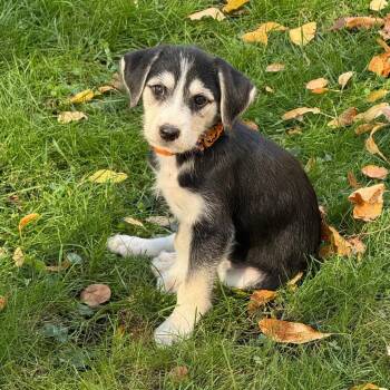 Keanu D71474 -  Airedale Terrier Dog for Adoption in Minnetonka, Minnesota - Keanu D71474 | PetCurious