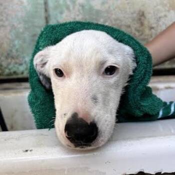 Misha -  Dalmatian and Shepherd Dog for Adoption in Sonoma, California - Misha | PetCurious