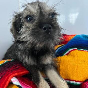 Samara -  Yorkshire Terrier and Schnauzer Dog for Adoption in West Islip, New York - Samara | PetCurious