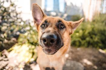 Yassandra -  German Shepherd Dog Dog for Adoption in Newberg, Oregon - Yassandra | PetCurious