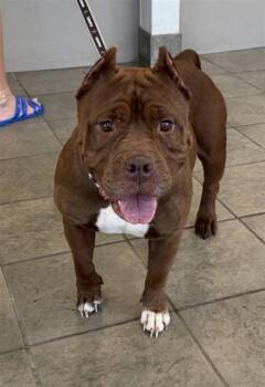 Staffordshire Bull Terrier Dogs Available for Adoption - MOCHA | PetCurious