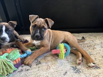 Rescue Shepherd Dogs for Adoption in Broomfield, Colorado - PERRY | PetCurious