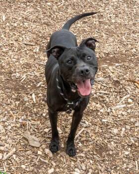 Jekyll -  Mixed Breed Dog for Adoption in Chamblee, Georgia - Jekyll | PetCurious
