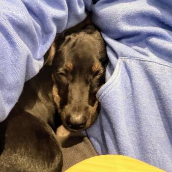 Terrier Dogs Available for Adoption in Oakland, California - Mac | PetCurious