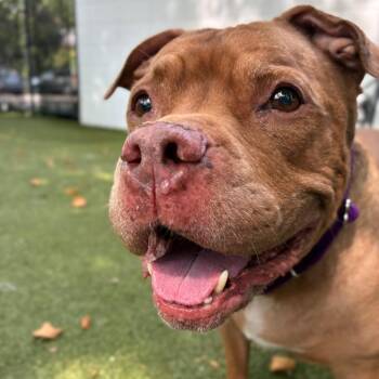 Destiny -  Mixed Breed Dog for Adoption in Providence, Rhode Island - Destiny | PetCurious