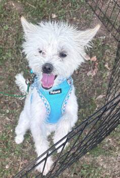 Legend -  West Highland White Terrier Westie Dog for Adoption in Holly Springs, North Carolina - Legend | PetCurious