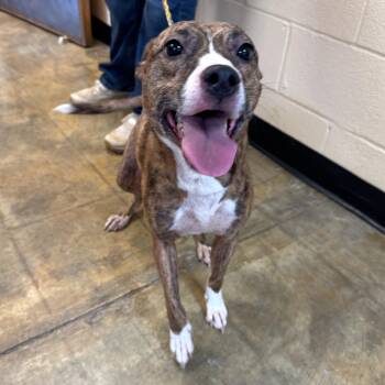 Petunia -  Mixed Breed Dog for Adoption in Corinth, Mississippi - Petunia | PetCurious