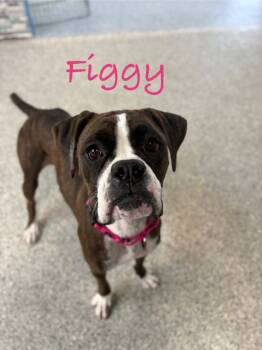 Rescue Boxer Dogs for Adoption in Carson City, Nevada - Figgy | PetCurious