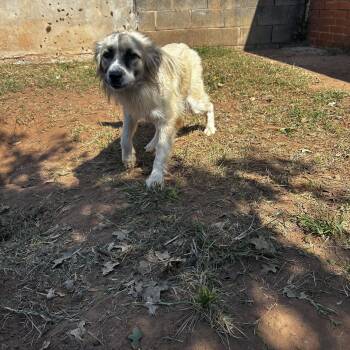 Rescue Mixed Breed Dogs for Adoption in Guthrie, Oklahoma - Johnny | PetCurious