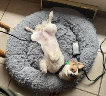 Papillon and Chihuahua Dogs Available for Adoption in Mukwonago, Wisconsin - Trickster | PetCurious