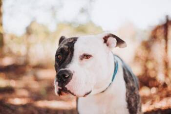 94731A Deuce -  American Staffordshire Terrier and Mixed Breed Dog for Adoption in North Charleston, South Carolina - 94731A Deuce | PetCurious