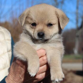 Rescue Terrier Dogs for Adoption in Eastford, Connecticut - CT Ring Avail Nov 29 | PetCurious