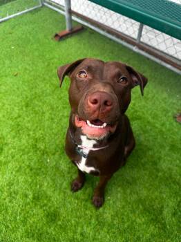 Georgia -  Labrador Retriever and Mixed Breed Dog for Adoption in Cedar Rapids, Iowa - Georgia | PetCurious