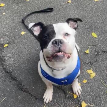 Rescue American Bulldog and American Staffordshire Terrier Dogs for Adoption in New York, New York - Wilson | PetCurious