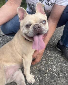 Tater Tot -  French Bulldog Dog for Adoption in Winchester, Connecticut - Tater Tot | PetCurious