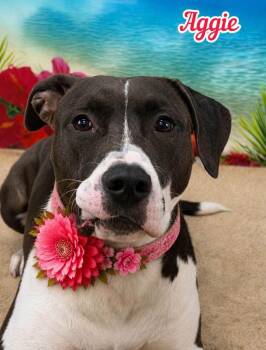 Aggie -  Mixed Breed Dog for Adoption in Flint, Michigan - Aggie | PetCurious