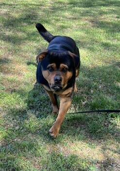 Rottweiler and Mastiff Dogs Available for Adoption - JayR  | PetCurious