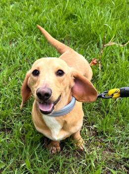 Timber -  Dachshund Dog for Adoption - Timber | PetCurious