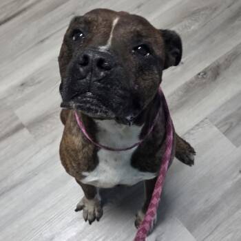 Artisan -  Terrier Dog for Adoption in St. Louis, Missouri - Artisan | PetCurious