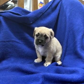 Pug and Chihuahua Dogs Available for Adoption - CLOVER | PetCurious