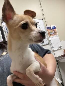 Sonya -  Chihuahua Dog for Adoption in Vancouver, Washington - Sonya | PetCurious