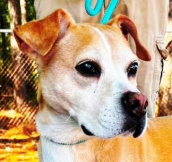 Molly, beautiful Yellow Lab mix, Great Family Dog -  Yellow Labrador Retriever and Boxer Dog for Adoption in Charlottesville, Virginia - Molly, Beautiful Yellow Lab Mix, Great Family Dog | PetCurious