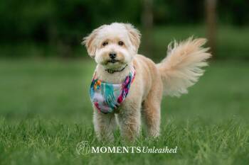 Groovy -  Poodle Dog for Adoption - Groovy | PetCurious