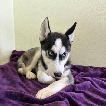 2167 Knox -  Husky and Mixed Breed Dog for Adoption in Loxahatchee Groves, Florida - 2167 Knox | PetCurious