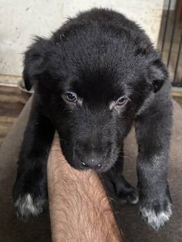 Puppy 4 -  Border Collie and Mixed Breed and Australian Cattle Dog Blue Heeler Dog for Sale in New Cumberland, Pennsylvania - Puppy 4 | PetCurious