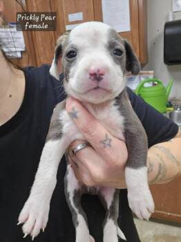 Pit Bull Terrier and Mixed Breed Dogs Available for Adoption - Prickly Pear (Tiny 10 2026)  FEMALE | PetCurious