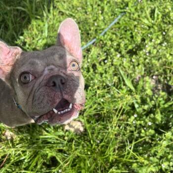 Reina -  Mixed Breed Dog for Adoption - Reina | PetCurious
