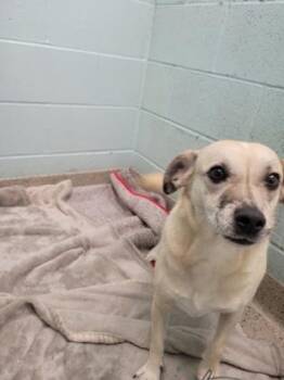 Donut -  Parson Russell Terrier and Mixed Breed Dog for Adoption in Fishers, Indiana - Donut | PetCurious