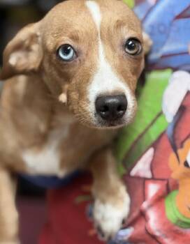 Chihuahua Dogs Available for Adoption in South Bend, Indiana - Skye | PetCurious